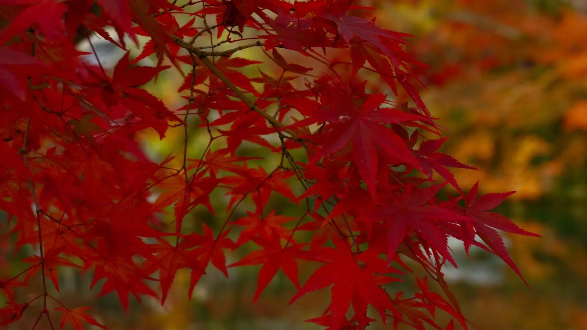 Iroha Stay Kyoto 颯 - Sou -