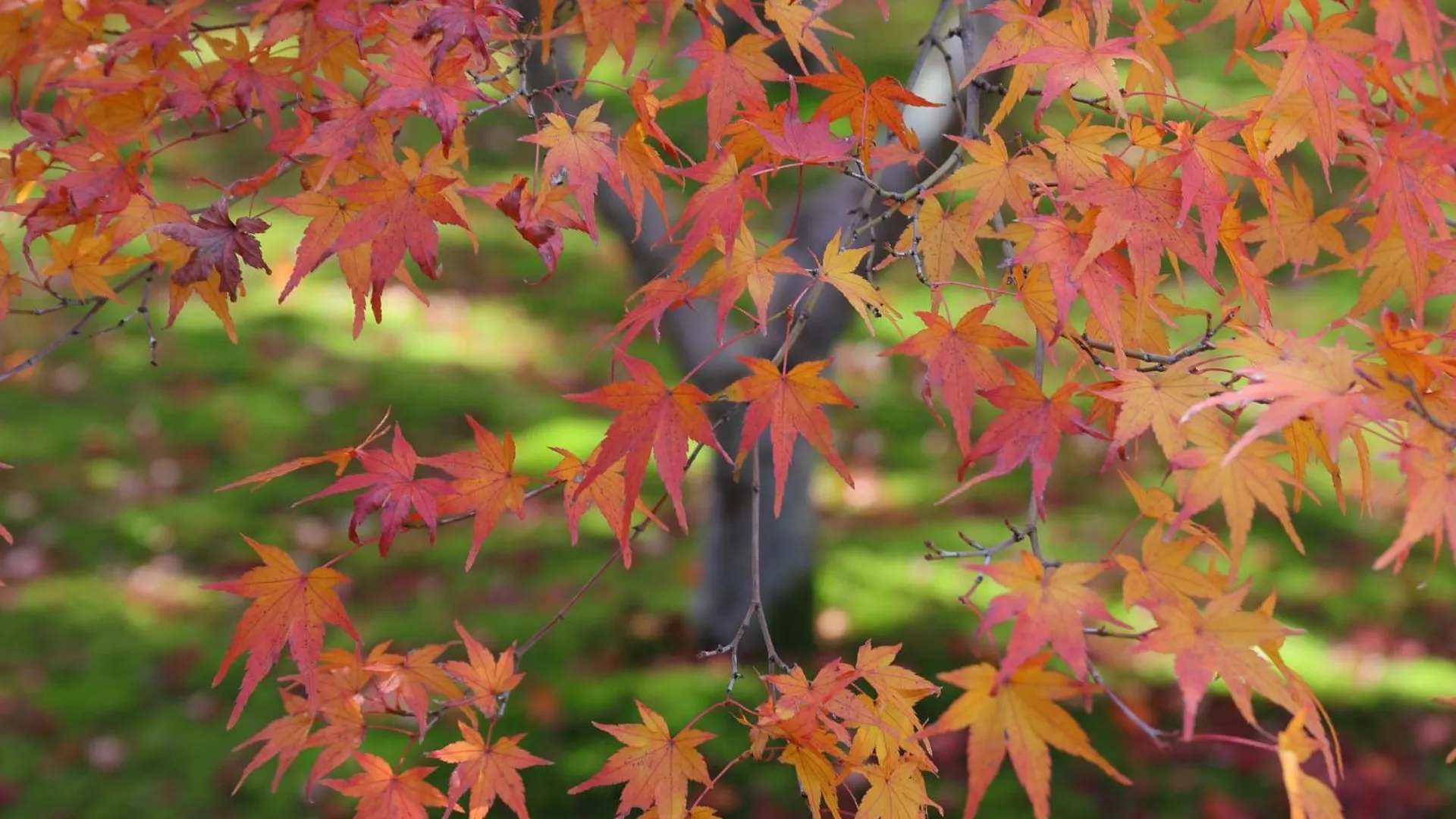 Iroha Stay Kyoto 颯 - Sou - Japan